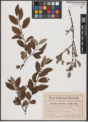 Foto von Salix aurita L. x Salix cinerea L.